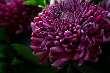 Close-up of a purple chrysanthemum. Purple flower. Background and texture of purple flowers. Place for text