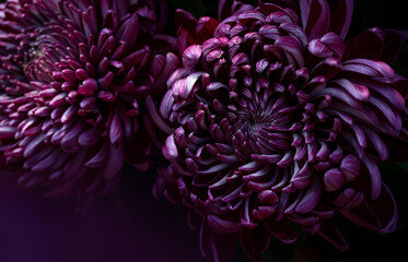 Close-up of a purple chrysanthemum. Purple flower. Background and texture of purple flowers. Place for text