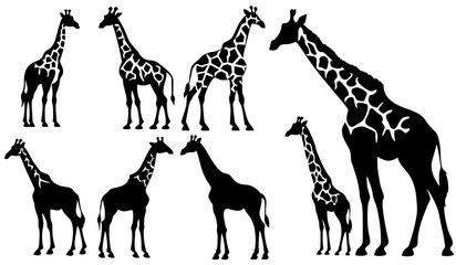 Set of vector giraffes silhouettes - obrazy, fototapety, plakaty