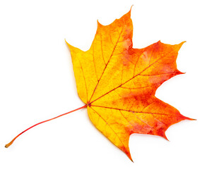 autumn orange and red maple leaf isolated on white background
