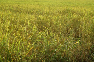 Golden yellow rice field landscape 