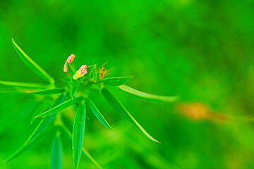 natural green background texture 