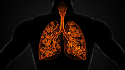 Lung and Respiratory System Anatomical Structure - obrazy, fototapety, plakaty