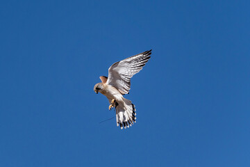 Australian brown falcon in flight. Alice Springs Desert Park.