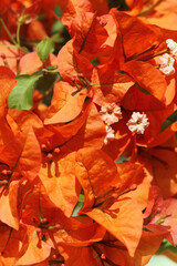 orange flowers in the sunshine