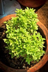 Greek basil, bush basil, Ocimum basilicum, green vegetable