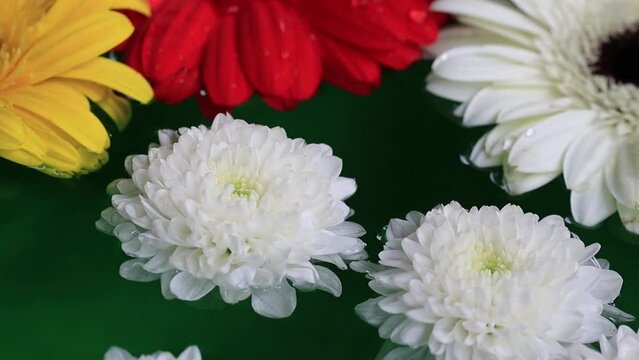 Colorful gerbera flowers floating on the water with greenish background