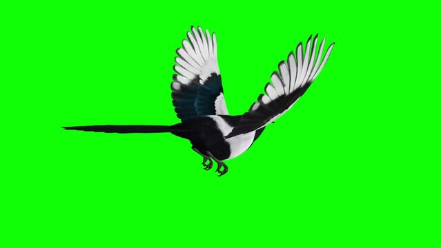 Magpie Bird - Flying Loop - Back Side Angle View CU - Green Screen - Naturalistic realistic 3D animation isolated on green background