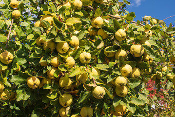 quince fruits in a tree