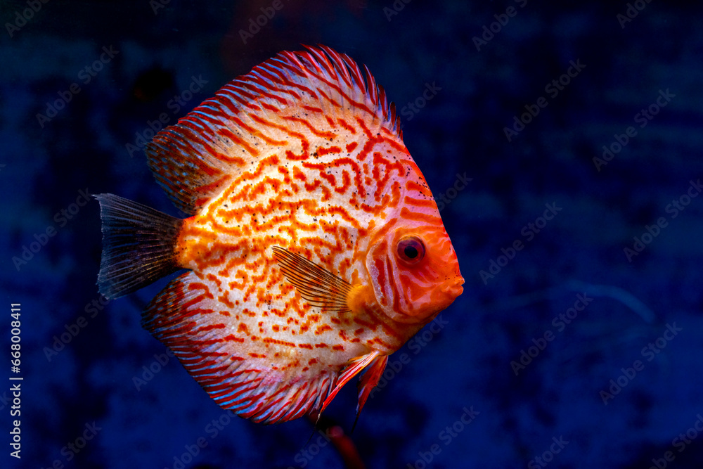 Wall mural Discus, freshwater fish (genus Symphysodon) in aquarium