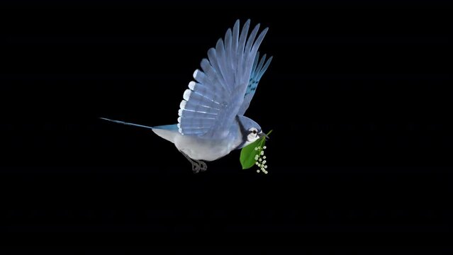 Blue Jay Bird with White Lily Flower - Flying loop - Side View - Realistic 3D animation isolated on transparent background with alpha channel
