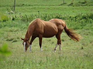 One nice female horse or mane who is grazing with her tail in the wind