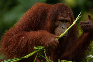 Adult orangutan considering whether he should eat the grass stick