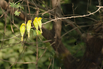 Family of Green bee eater on perch