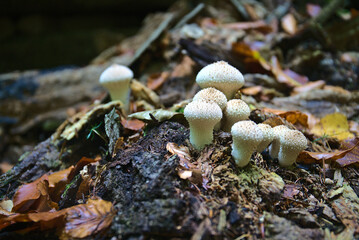 close up of forest mushrooms in autumn
