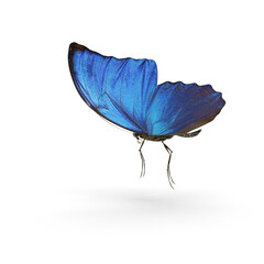 Butterfly Blue Morpho PNG