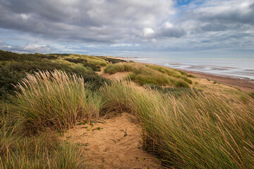 In the sand dunes on Camber Sands on the east Sussex coast south east England UK
