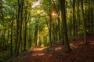 Autumn is coming deep inside Friston Forest on the south downs east Sussex south east England UK