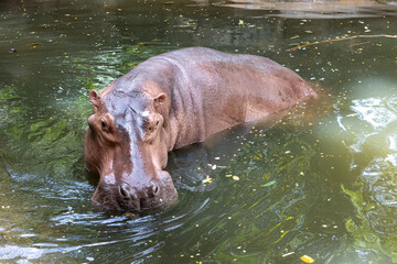 A hippo stands in the water