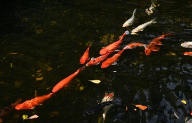 Nishikigoi / Japanese carp / Koi ( Cyprinus carpio ). Nishikigoi is a variety developed in Japan for ornamental purposes, and is considered a ``living jewel'' and ``swimming work of art.''