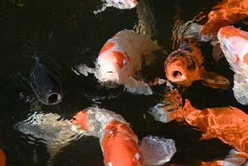 Nishikigoi / Japanese carp / Koi ( Cyprinus carpio ). Nishikigoi is a variety developed in Japan for ornamental purposes, and is considered a ``living jewel'' and ``swimming work of art.''