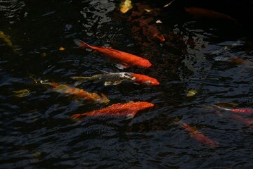 Nishikigoi / Japanese carp / Koi ( Cyprinus carpio ). Nishikigoi is a variety developed in Japan...
