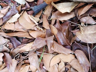 piles of brown wilted leaves on the ground