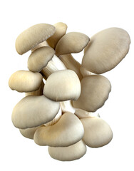 fresh oyster mushrooms on white background.