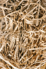 Beige color shredded paper . Gift box filler background