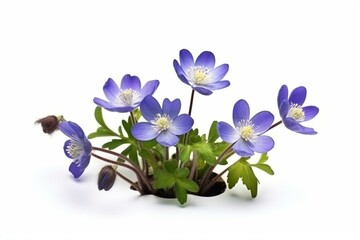 Spring flowers, isolated anemone hepatica on white background, blooming blue violet wild forest flowers liverwort. Generative AI - obrazy, fototapety, plakaty