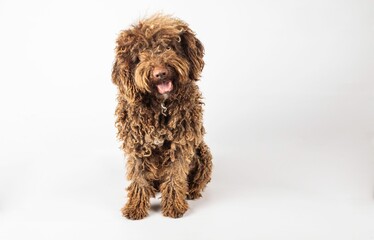 Stylish Turkish Andalusian dog with curly hair on a pure white background