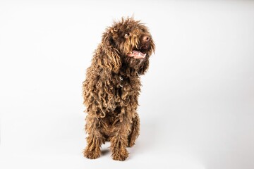 Portrait of a funny Turkish Andalusian dog on a white background