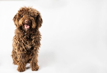 Andalusian Turkish dog with curly coat on white background with copy space