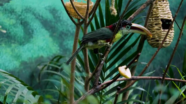portrait of a beautiful colorful toucan siting on a tree branch in a created for forest inside of a zoo.  the feathers of this bird are wonderful