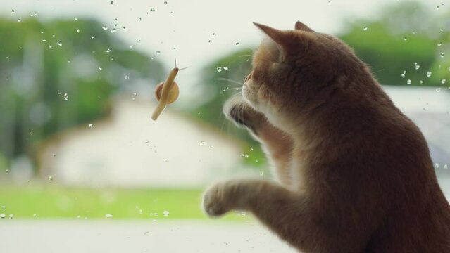 british cat happy and play with rain drop and snail walking on window