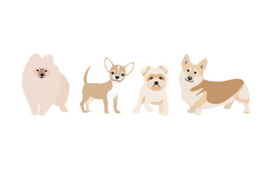 Set of dogs vector. Breed of dogs: pomeranian, chihuahua, yorkshire terrier and corgi. Dog breeding.