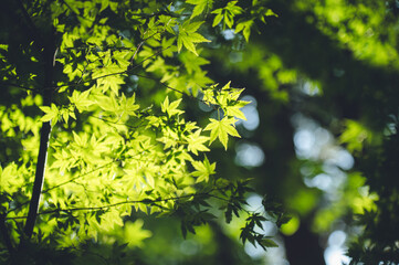 塔ノ岳登山, 表丹沢, 秦野, 神奈川