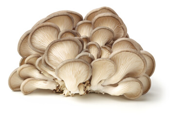 oyster mushroom on white background