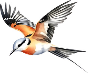Obraz premium Watercolor paintings of colorful Scissor-tailed flycatcher birds. 