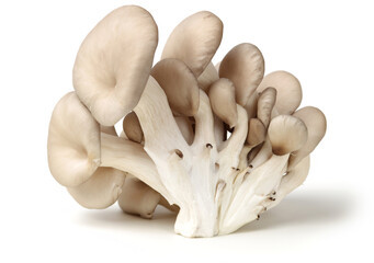 oyster mushroom on white background