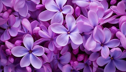 Foto op Aluminium Macro image of spring lilac violet flowers © Nob