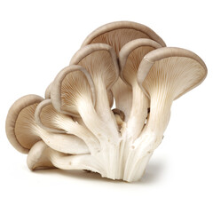 oyster mushroom on white background