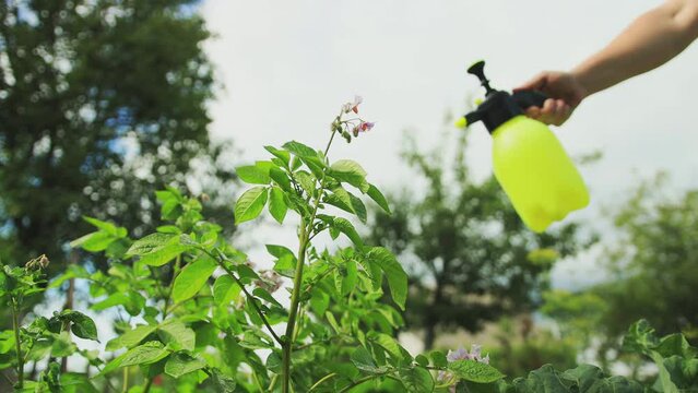 Treatment of potato tops with copper sulfate against late blight and Colorado potato beetle. Spraying potatoes with pesticides from a sprayer in the summer at the dacha. Slow mo
