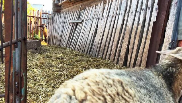 A beautiful brown-gray sheep of the Romanov breed in a stable