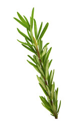 Green sprig of fresh rosemary leaves isolated on white or transparent background