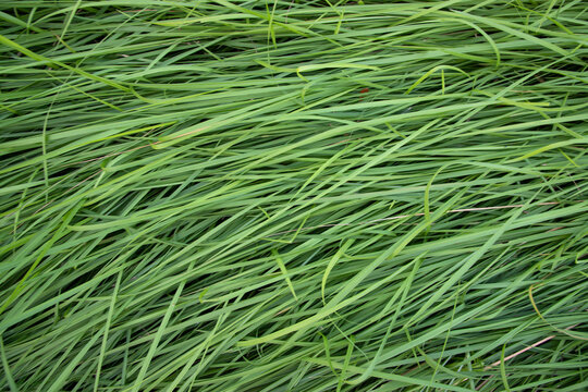 Green long grass pattern texture can be used as a natural background wallpaper