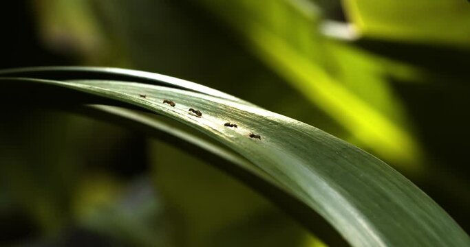 Ants in a garden