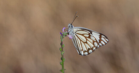 large white migratory butterfly, Brown-veined White, Belenois aurota