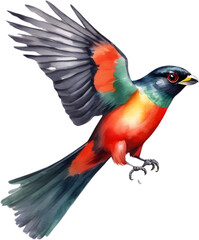 Watercolor paintings of colorful elegant trogon birds.  
