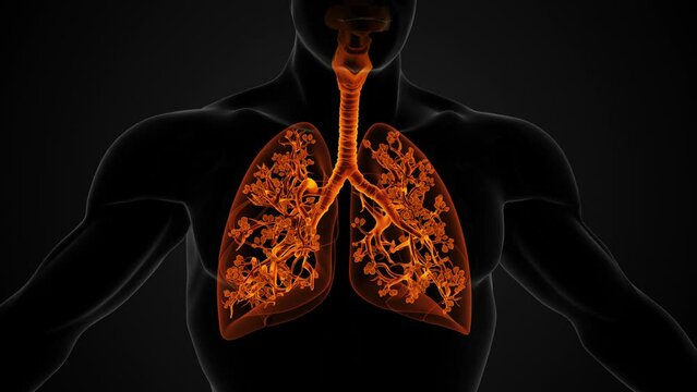 Anatomical structure of the lungs and Respiratory System